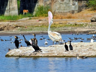 flamingo bird wallpaper and background