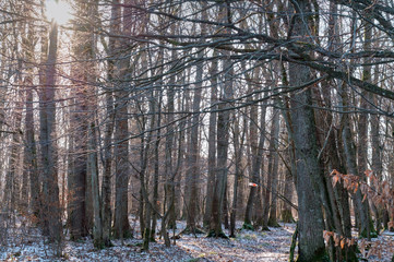Fototapeta na wymiar Picturesque forest paths. Trees stand in a row in coniferous woodland.
