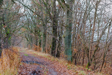 Picturesque forest paths. Trees stand in a row in coniferous woodland.