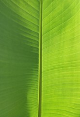 leaf wallpaper