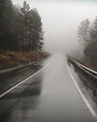 dark moist and wet from the rain green coniferous forest of pine trees on the sides of a wet asphalt road with white markings