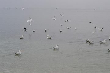 Flock of gulls, ducks, swans and doves on a cloudy day on the black sea coast 