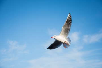Obraz premium Flying seagulls over the sea look like angels.