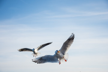 Flying seagulls over the sea look like angels.