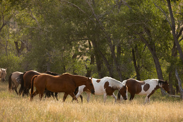 Fototapeta premium Running Horses