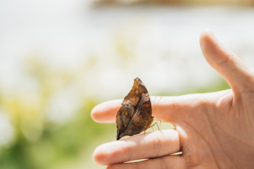 Beautiful Australian butterfly Doleschallia bisaltide on a hand. Macro Australia fire concept and environmental protection.