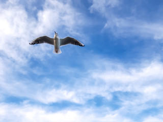 Flying seagulls over the sea look like angels.