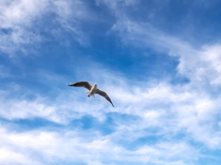 Fototapeta na wymiar Flying seagulls over the sea look like angels.
