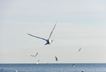 Flying seagulls over the sea look like angels.