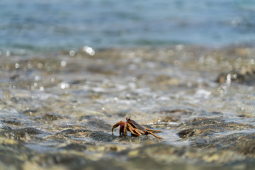小笠原父島　ジョンビーチの岩場を歩くカニ