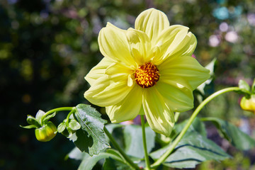 Dahlia Flower, Big Brother, growing in garden. Yellow blossoms of dahlia. 
