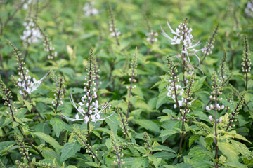Selective focus Orthosiphon stamineus plant.Commonly known as cat's whiskers or Java tea.