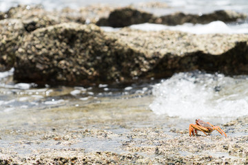 小笠原父島　ジョンビーチの岩場を歩くカニ