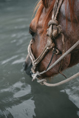 Fototapeta premium close shot as a brown horse in a bridle drinks water from a river