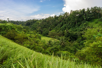 Fototapeta na wymiar Beautiful green nature of Indonesian Bali Island. Tropical greenery, fresh grass and palm trees