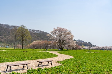 Kitakami Tenshochi Park cherry blossoms Matsuri festival in springtime season sunny day. visitors enjoy the beautiful full bloom pink sakura flowers. Iwate Prefecture, Japan