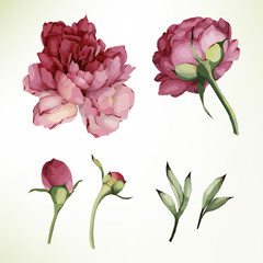 Peonies. Flowers and leaves, watercolor, can be used as greeting card, invitation card for wedding, birthday and other holiday and  summer background. Vector illustration.