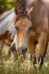 young horse in field