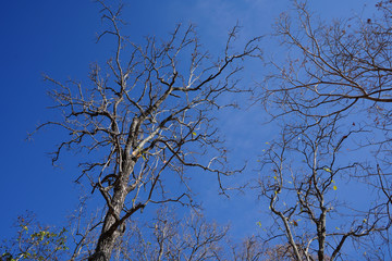 A dry tree with a blue sky