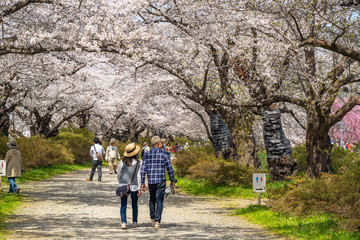 Fototapeta premium Kitakami Tenshochi Park cherry blossoms Matsuri festival in springtime season sunny day. visitors enjoy the beautiful full bloom pink sakura flowers. Iwate Prefecture, Japan