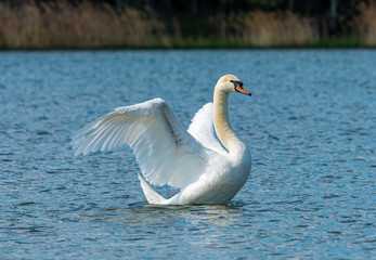 swan on a lake flapping wings
