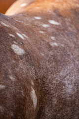 Fototapeta premium horse coat
