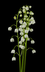 Lily of the valley flowers isolated on black background close-up.