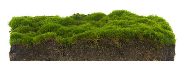 Green moss, turf isolated on a white background close-up.