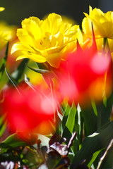 beautiful red and yellow tulips