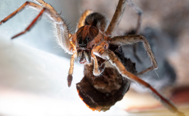 spider wolf in a native habitat