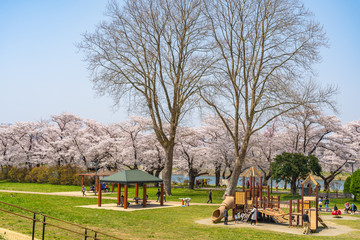 Kitakami Tenshochi Park cherry blossoms Matsuri festival in springtime season sunny day. visitors enjoy the beautiful full bloom pink sakura flowers. Iwate Prefecture, Japan