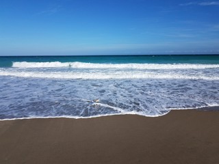 Fototapeta na wymiar ocean waves and wet sand at beach and bird