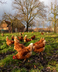 Free range organic chickens poultry in a country farm, germany