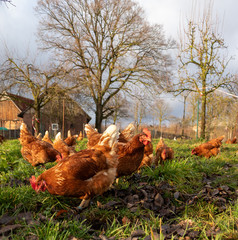 Free range organic chickens poultry in a country farm, germany
