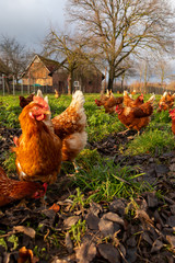 Free range organic chickens poultry in a country farm, germany © Martin