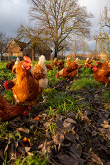 Free range organic chickens poultry in a country farm, germany