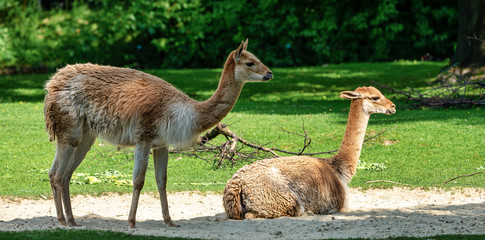 Vicunas, Vicugna Vicugna, relatives of the llama