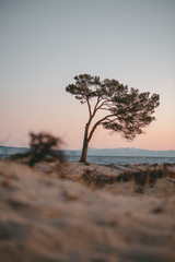 Fototapeta na wymiar at dawn, a lonely tree with sprawling fluffy branches grows on a sandy beach on the banks of a clean lake