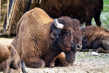 American buffalo known as bison, Bos bison in the zoo