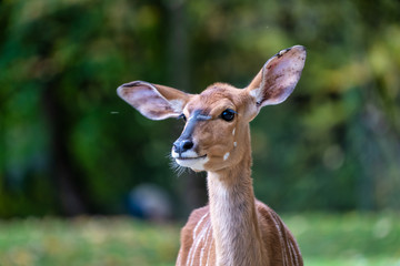 Nyala Antelope - Tragelaphus angasii. Wild life animal.