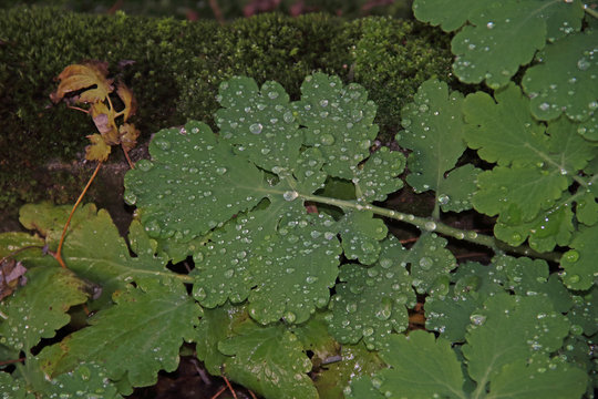 Wassertropfen