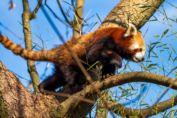 The red panda, Ailurus fulgens, also called the lesser panda.