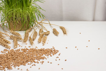 Fresh green sprouted wheat. Spikelets of ripened wheat  and wheat  grains.   Healthy lifestyle. Natural food.