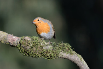 Between light and shadow, portrait of Red robin (Erithacus rubecula)