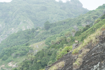 小笠原父島　中山峠近くの断崖絶壁に立つ野生のヤギ