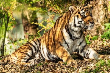 The Siberian tiger,Panthera tigris altaica in the zoo