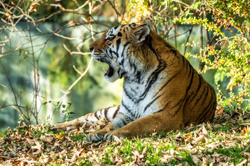 The Siberian tiger,Panthera tigris altaica in the zoo