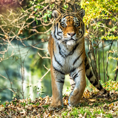 The Siberian tiger,Panthera tigris altaica in the zoo