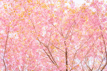 Wild Himalayan Cherry or Prunus cerasoides, Thailand blooming pink flower Sakura at North of Thailand.