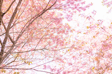 Obraz na płótnie Canvas Wild Himalayan Cherry , Prunus cerasoides , Thailand Sakura Flower.